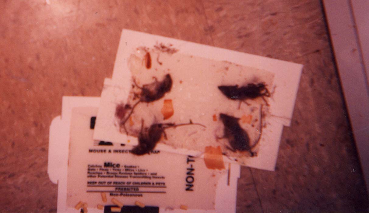 Four mice on a glue trap near the fridge