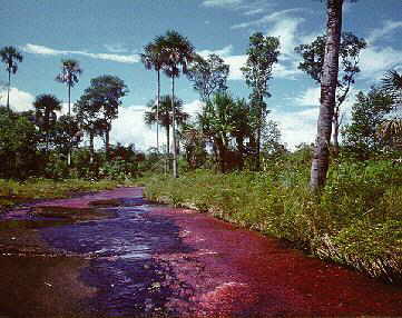 Ca�o Cristales