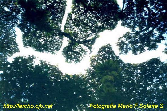 Cielo de La Corota