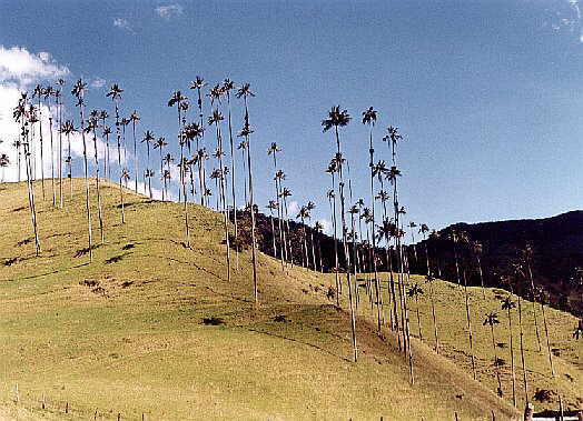 Palma de Cera del Quind�o