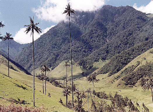 Palma de Cera del Quind�o