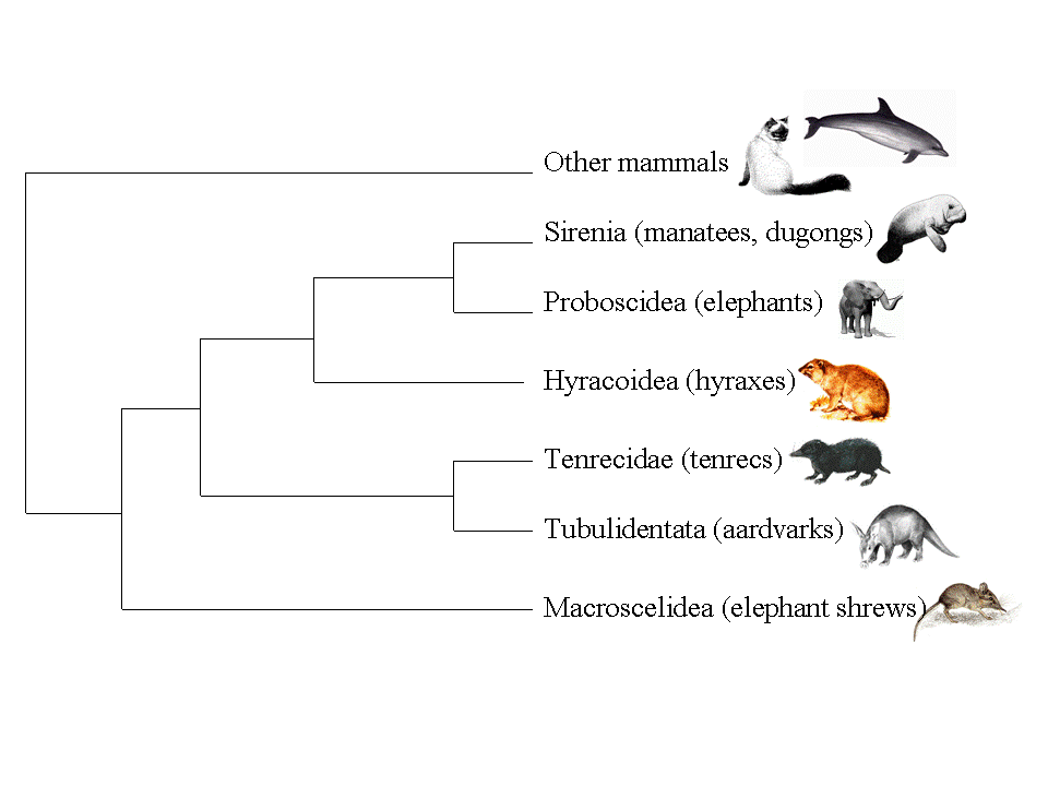 Manatee Facts and Links