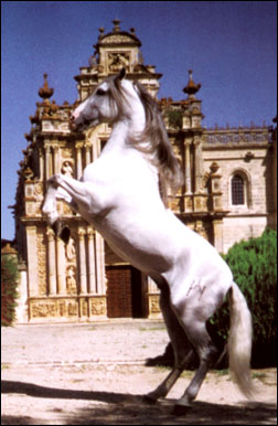 Caballo en la cartuja