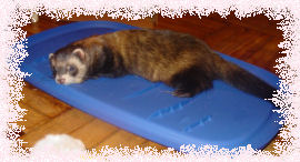 bioko resting during playtime