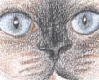 Drawing of Chings Face