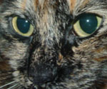 missy