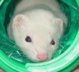 Mr.Ferret�s cute face