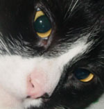pancho�s face