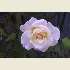picture of a rose