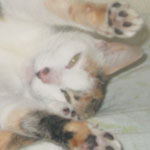 tiza