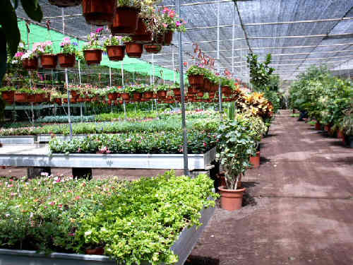 Oasis Park garden centre Fuerteventura