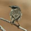 Fuerteventura chat
