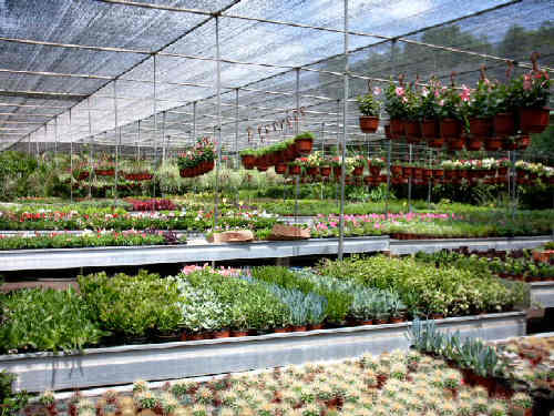 Garden Centre at Oasis Park zoo Fuerteventura