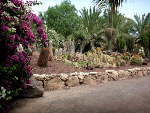 Cactus gardens at botanical gardens, La Lajita, Fuerteventura