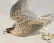 Houbara bustard