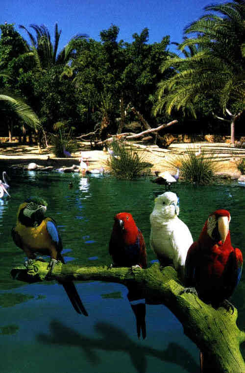 Oasis Park zoo at La Lajita, Fuerteventura