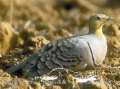 Black bellied sandgrouse