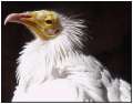 Egyptian vulture