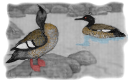 Pato Serrucho - Megus Octosetaceus