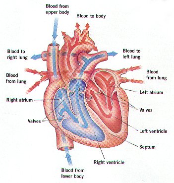 Cardiovascularsystem