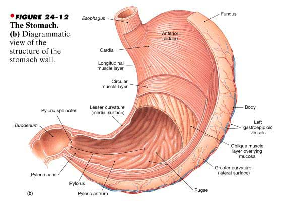 Where are the gastric glands located