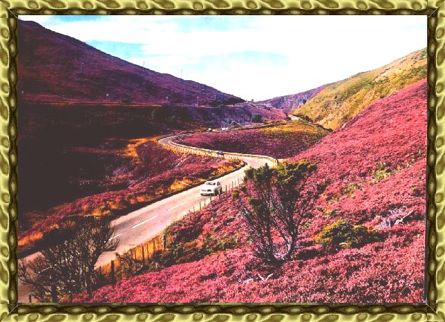 heather hills