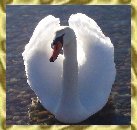 lilswan