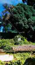 Old House on plot,  fine tree