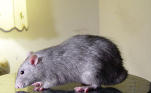 Blue Manx Rat