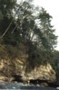 Hemlock overhangs the caves