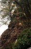 cedars over hang the cliff