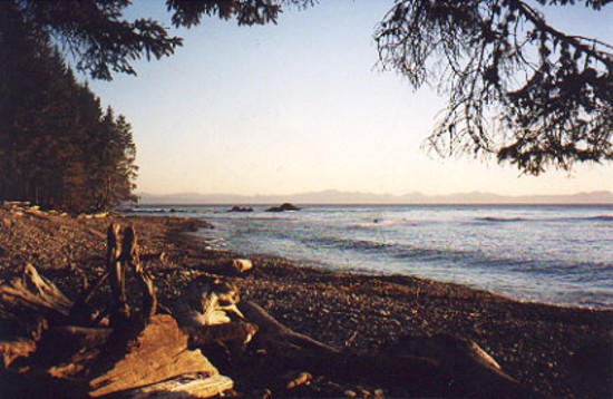 sundrenched logs