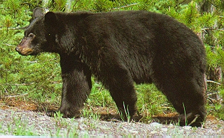 A young blackbear