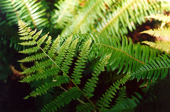 an oak fern in the swords