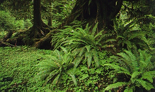 forest cover at the base of cedars