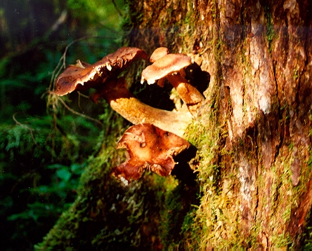 a mushroom sprouts from a tree