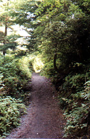The path to the beach