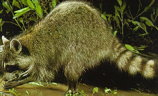 a mischievous bandit drinks from a stream