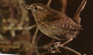 A female perched on a slender tree branch