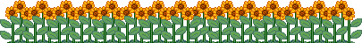 tall sunflowers