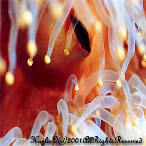 anemone2