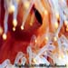 anemone2