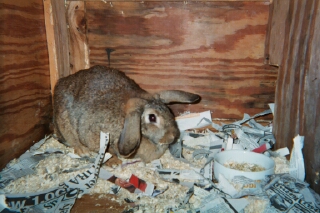 Speckle ScuttleBabbit