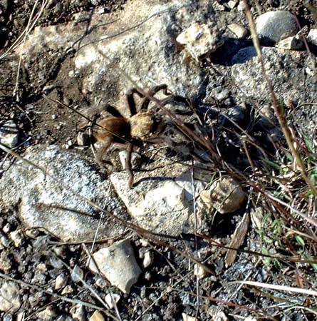 DCAO0037m