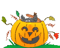 Another Kitty in a Pumpkin