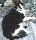 felicesm.jpg (5944 bytes)