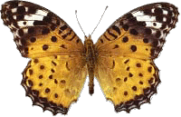 Butterfly3.gif (18934 bytes)