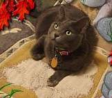 Boo Blanket (5885 bytes)