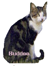 buddeesit.gif (16821 bytes)
