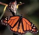 Lucky's butterfly (6515 bytes)